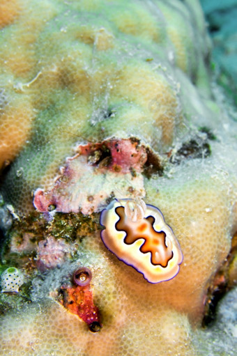 海鼻涕虫多丽德裸鳃亚目动物色粒色粒我们看看布纳肯国家海洋公园布纳肯北苏拉威西岛印尼亚洲