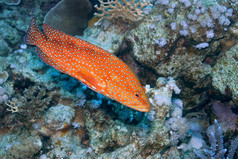 珊瑚石斑鱼cephalopholisminiata珊瑚礁红色的海埃及非洲