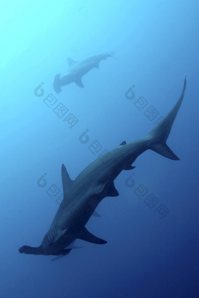 锤头鲨鱼斯法尔纳达尔文和狼岛屿加拉帕戈斯群岛岛屿加拉帕戈斯群岛国家公园联合国教科文组织世界遗产网站太平洋海洋厄瓜多尔美国