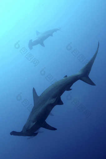 锤头鲨鱼斯法<strong>尔纳达尔</strong>文和狼岛屿加拉帕戈斯群岛岛屿加拉帕戈斯群岛国家公园联合国教科文组织世界遗产网站太平洋海洋厄瓜多<strong>尔</strong>美国