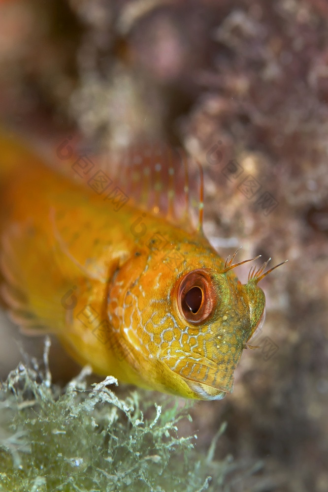 ringneck鲇鱼parablenniuspilicornis下士应对puntas的卡内格雷自然公园地中海海穆尔西亚西班牙欧洲