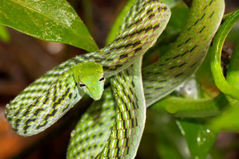 绿色他来了蛇长嘴鞭子蛇与阿海图纳苏塔sinharaja国家公园雨森林世界遗产网站联合国教科文组织bioreserve斯里兰卡斯里兰卡亚洲