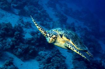 绿色乌<strong>龟龟</strong>鳖目mydas珊瑚礁红色的海埃及非洲