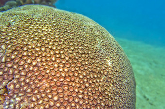 博尔德<strong>珊瑚</strong>礁建筑<strong>珊瑚</strong>多石的<strong>珊瑚</strong>分支<strong>珊瑚</strong>lembeh北苏拉威西岛印尼亚洲