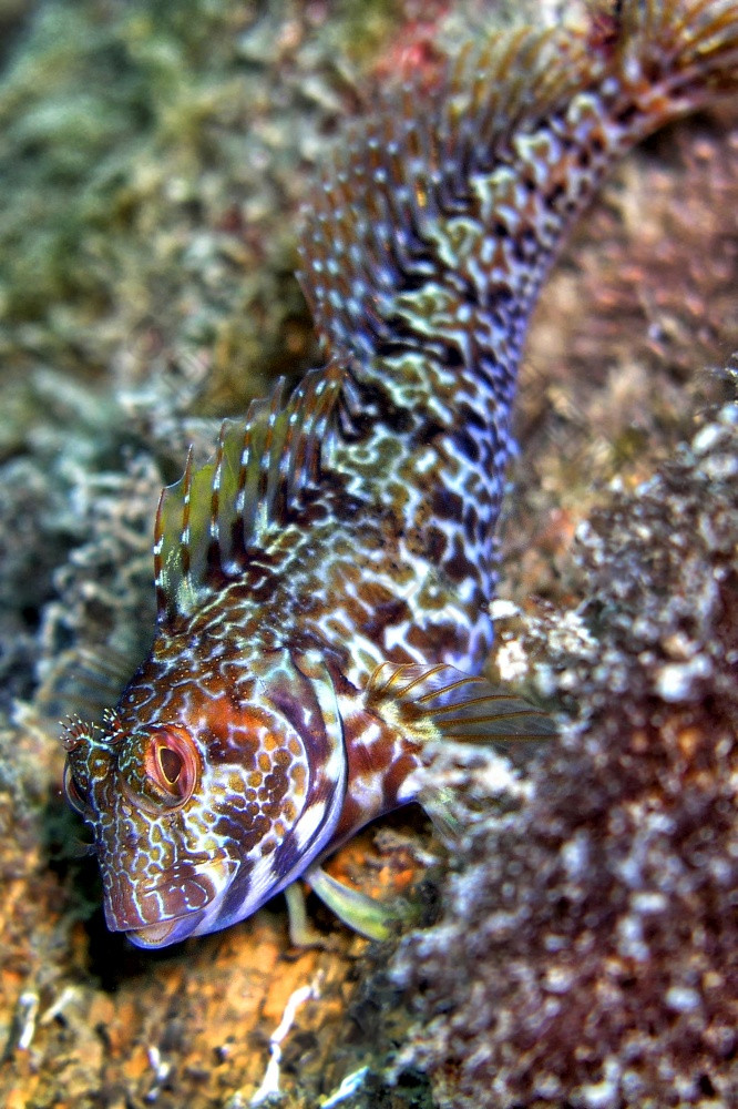 ringneck鲇鱼parablenniuspilicornis下士应对puntas的卡内格雷自然公园地中海海穆尔西亚西班牙欧洲
