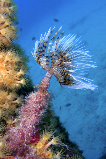 地中海扇形虫spirographisspallanzani下士应对puntas的卡内格雷自然公园地中海海穆尔西亚西班牙欧洲