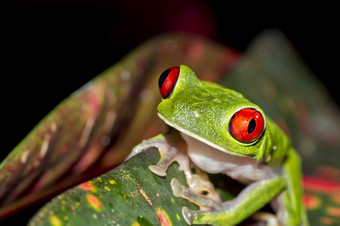 红眼的树青蛙红眼卡利德里亚斯热带热带雨林基督山国家公园部分保护区域部分半岛科斯塔黎加中央美国美国