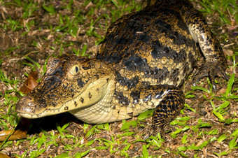 戴了眼镜的凯门鳄白色凯门鳄常见的凯门鳄凯门鳄鳄鱼热带热带雨林科斯塔黎加中央美国美国
