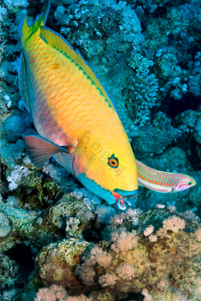鹦嘴鱼珊瑚礁的海埃及非洲图片