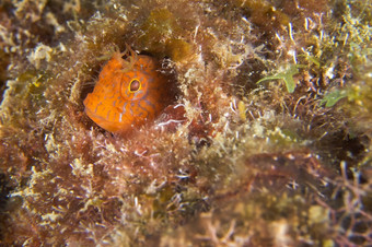 ringneck鲇鱼parablenniuspilicornis下士<strong>应对</strong>puntas的卡内格雷自然公园地中海海穆尔西亚西班牙欧洲