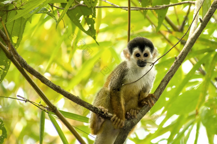 中央美国松鼠猴子saimirioerstedii热带热带雨林基督山国家公园部分保护区域部分半岛科斯塔黎加中央美国美国