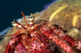 伟大的hermitcrab达尔达诺斯下士应对puntas的canegre自然公园地中海海穆尔西亚西班牙欧洲