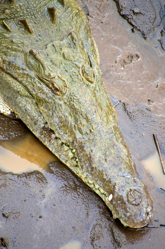 美国鳄鱼Crocodylusacutus嘴tapada科斯塔黎加美国中央美国