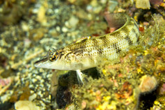蛤蜊sandperchlembeh北苏拉威西岛印尼亚洲