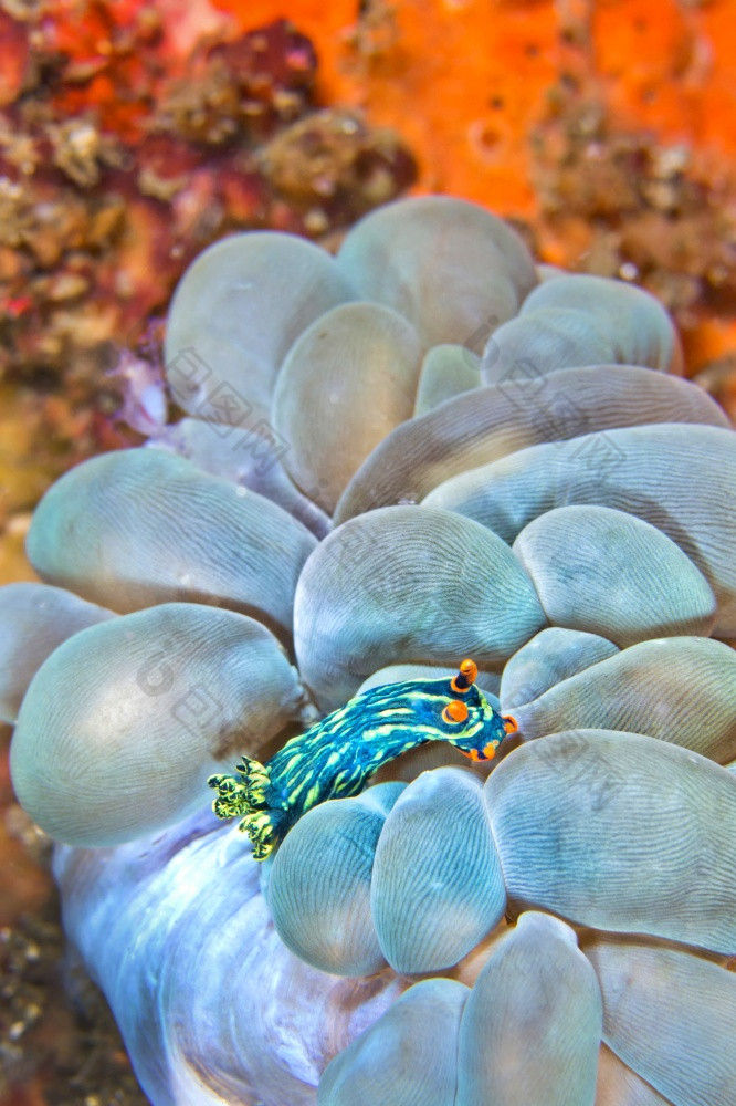 海鼻涕虫多丽德裸鳃亚目动物库巴里亚纳内姆布罗塔内姆布罗塔库巴里亚纳珊瑚礁lembeh北苏拉威西岛印尼亚洲