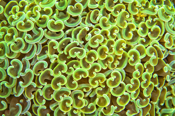crescent-tentacled珊瑚叶状体仍然锤珊瑚多石的珊瑚分支珊瑚珊瑚礁lembeh北苏拉威西岛印尼亚洲