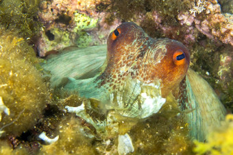 常见的章鱼章鱼寻常的下士<strong>应对</strong>puntas的卡内格雷自然公园地中海海穆尔西亚西班牙欧洲