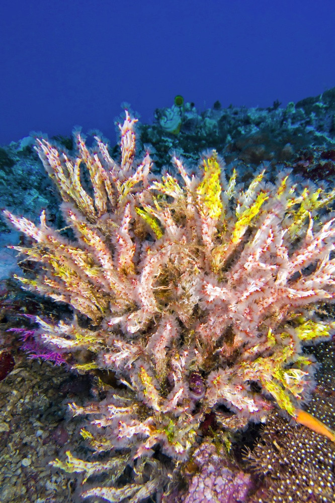 多分支树软珊瑚布纳肯国家海洋公园布纳肯北苏拉威西岛印尼亚洲