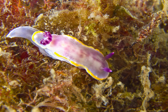 海鼻涕虫裸鳃亚目动物下士<strong>应对</strong>puntas的卡内格雷自然公园地中海海地区穆尔西亚穆尔西亚西班牙欧洲