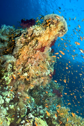 珊瑚礁水下景观软和硬珊瑚珊瑚礁红色的海埃及非洲