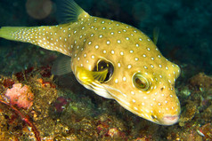 美国星条旗pufferfish阿罗龙hispiduslembeh北苏拉威西岛印尼亚洲