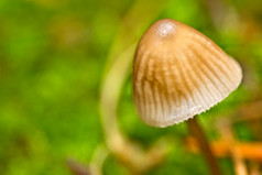 野生蘑菇塞拉guadarrama国家公园塞戈维亚卡斯提尔和利昂西班牙欧洲