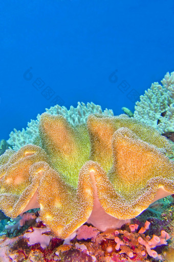 大象耳朵珊瑚绿色羊肚菌珊瑚皮革珊瑚软珊瑚lembeh北苏拉威西岛印尼亚洲