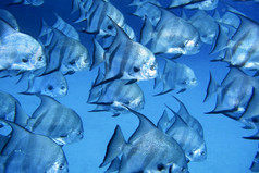 大西洋白鲟鞘翅目法伯尔珊瑚礁加勒比海playa形坝古巴美国