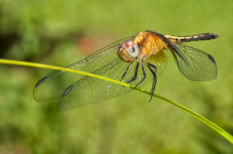 蜻蜓热带热带雨林科斯塔黎加中央美国美国