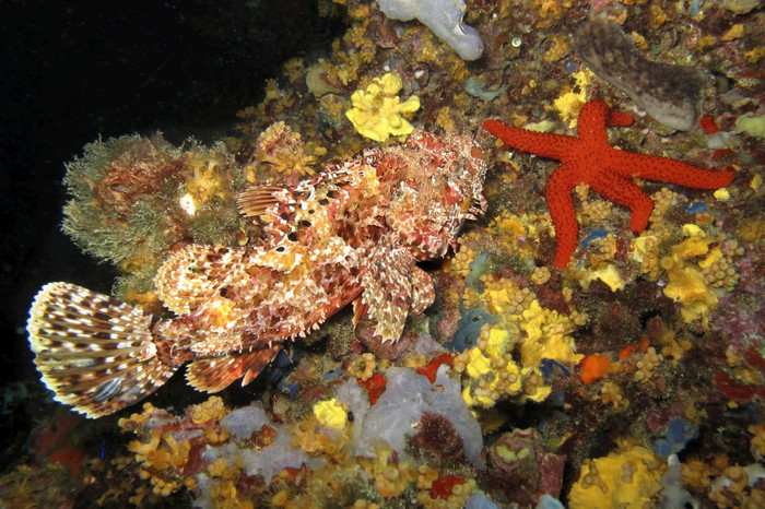 红色的鲉蝎蒿scrofa下士应对puntas的canegre自然公园地中海海穆尔西亚西班牙欧洲