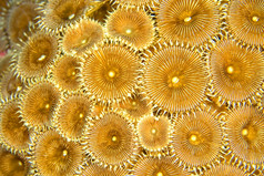 zoanthids殖民地原鳞毛蕨布纳肯国家海洋公园布纳肯北苏拉威西岛印尼亚洲