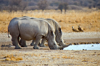 白色犀牛钇模拟square-lipped犀牛卡马犀牛圣所博茨瓦纳非洲
