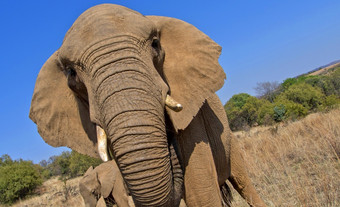 大象学名Loxodonta非洲野生动物储备南非洲非洲大象野生动物储备南非洲