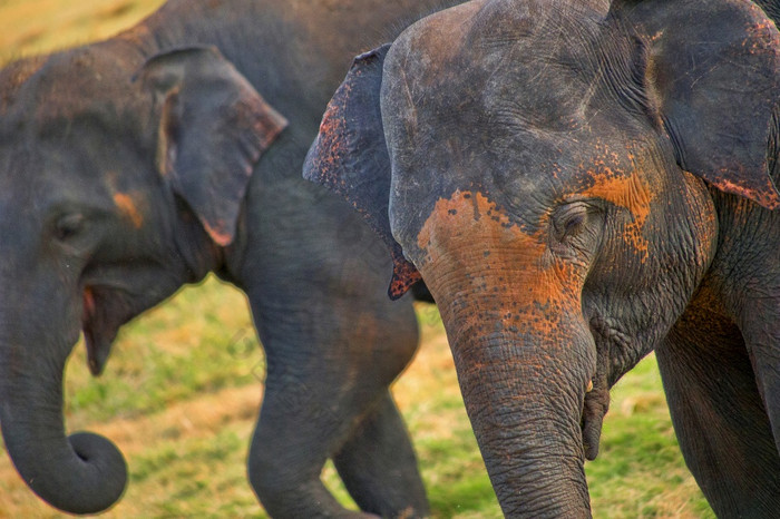 斯里兰卡斯里兰卡大象Elephas马克西姆斯马克西姆斯明内里亚国家公园斯里兰卡斯里兰卡亚洲斯里兰卡斯里兰卡大象明内里亚国家公园斯里兰卡斯里兰卡