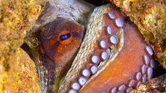 常见的章鱼章鱼寻常的下士cope-puntas的卡内格雷自然公园地中海海地区穆尔西亚穆尔西亚西班牙欧洲常见的章鱼下士cope-puntas的卡内格雷自然公园西班牙