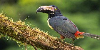 成卷的aracari巨嘴鸟pteroglossustorquatus热带热带雨林科斯塔黎加中央美国美国成卷的aracari巨嘴鸟热带热带雨林科斯塔黎加