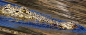 <strong>尼罗河</strong>鳄鱼Crocodylusniloticus乔贝河乔贝国家公园博茨瓦纳非洲<strong>尼罗河</strong>鳄鱼乔贝国家公园博茨瓦纳