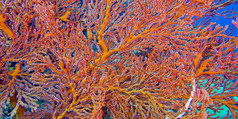 海风扇海鞭子可怕的布纳肯国家海洋公园布纳肯北苏拉威西岛印尼亚洲