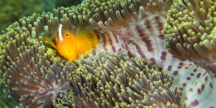 东部臭鼬anemonefish安菲普瑞恩sandaracinos华丽的海海葵ritteri海葵异形目不错啊lembeh北苏拉威西岛印尼亚洲