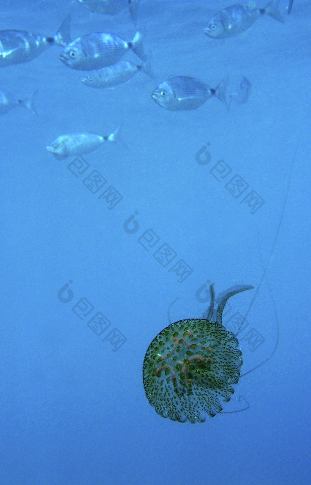 水母下士应对puntas的卡内格雷区域公园地中海海穆尔西亚西班牙欧洲