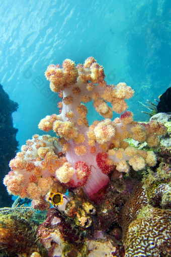 多分支树软珊瑚珊瑚礁lembeh北苏拉威西岛印尼亚洲