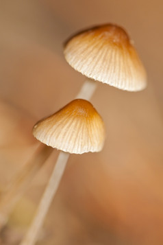 野生蘑菇塞拉guadarrama国家公园塞戈维亚卡斯提尔利昂西班牙欧洲