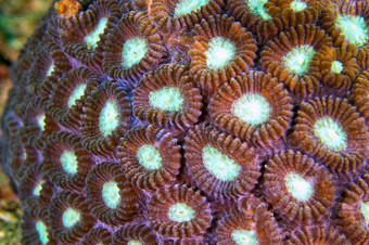 博尔德珊瑚礁建筑珊瑚多石的珊瑚分支珊瑚珊瑚礁lembeh北苏拉威西岛印尼亚洲