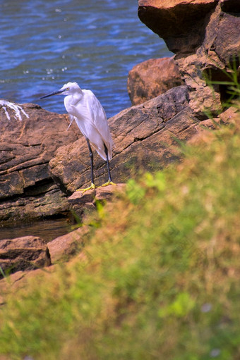 小白鹭Egrettagarzetta在街上国家公园斯里兰卡斯里兰卡亚洲