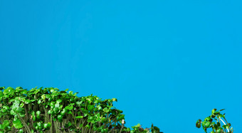 日益增长的microgreen明亮的蓝色的背景特写镜头与复制空间新鲜的健康的食物补充健康的营养浇水绿色与喷雾水日益增长的microgreen明亮的蓝色的背景特写镜头