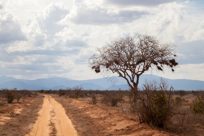 的土壤道路和大树的道路肯尼亚图片