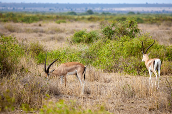 两个羚羊吃草的萨凡纳肯尼亚