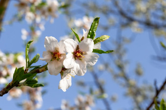 的白色樱桃花朵与的第一个绿色叶子白色樱桃花朵与的第一个绿色叶子