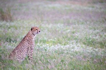猎豹的草原的国家公园肯尼亚猎豹的草原的国家公园