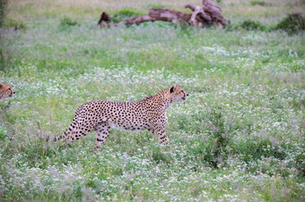 猎豹的草原的国家公园肯尼亚猎豹的草原的国家公园